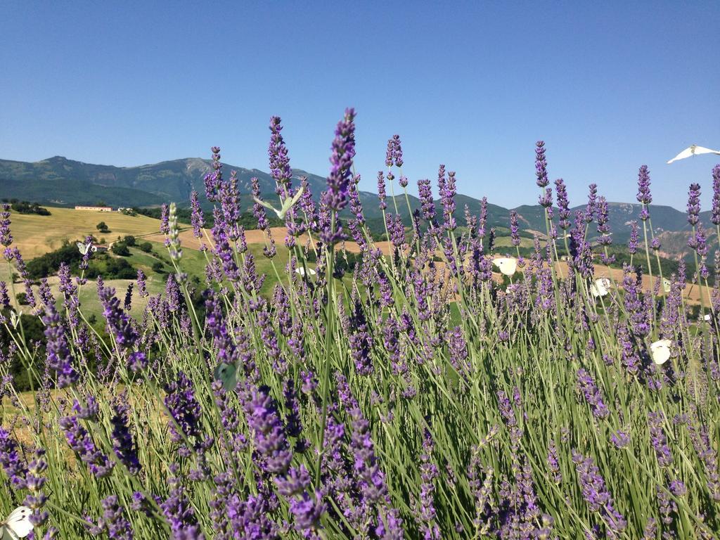 Agriturismo Il Fienile Di Ca Battista Cagli Zewnętrze zdjęcie
