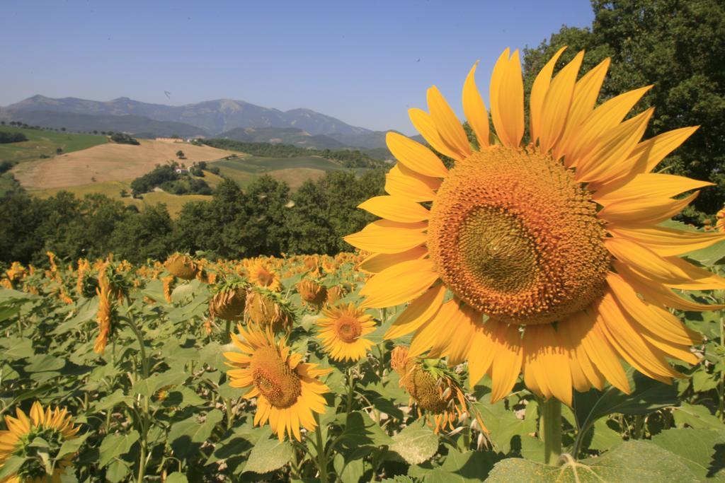 Agriturismo Il Fienile Di Ca Battista Cagli Zewnętrze zdjęcie